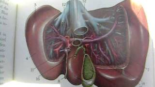 quotAnatomy and Physiologyquot The Liver [upl. by Kemp]