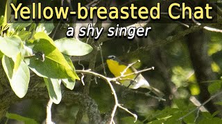 Yellowbreasted Chat  a shy singer [upl. by Nahsab593]