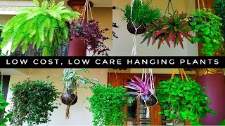 Long LastingLow Care Hanging Plants  Home garden  Indoor PlantsMalayalam [upl. by Ginny988]