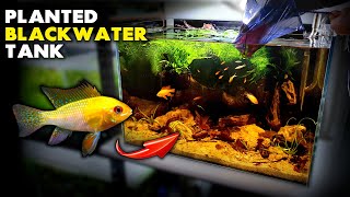 Aquascape Tutorial GOLD RAM CICHLID Planted Blackwater Aquarium How To Step By Step Setup Guide [upl. by Juana354]