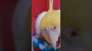 Angry 😈 Corella Parrot🦜😝 [upl. by Aihsilef]