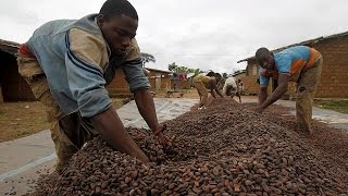 Cacao ivoirien  le prix dachat divise la filière [upl. by Gillmore604]