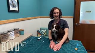 BLVD Vet How To Liquid Oral Medication for Pets [upl. by Bulley95]