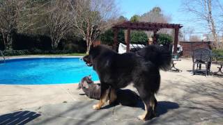 2 Tibetan mastiffs vs cane corso [upl. by Annaynek]