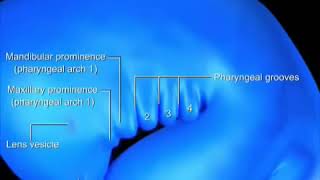 DEVELOPMENT OF PHARYNGEAL ARCHES  EMBRYOLOGY ANIMATED VIDEO  PHARYNGEAL POUCHES PHARYNGEAL CLEFT [upl. by Bysshe]