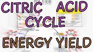 Biochemistry Help Citric Acid Cycle  Krebs Cycle  TCA Cycle  Energy Yield [upl. by Rebeka]