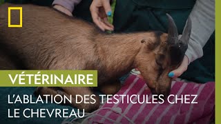 Comment se déroule la castration dun chevreau [upl. by Teyut]