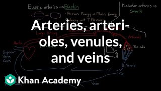 Arteries arterioles venules and veins  Health amp Medicine  Khan Academy [upl. by Roose]