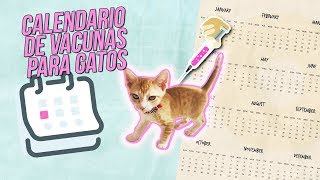 Calendario de VACUNAS para GATOS 💉😾  ¿Se te ha pasado alguna [upl. by Chader534]