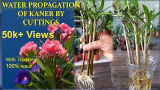 How to propagate kaner Nerium Oleander in water Water propagation of Nerium Oleander Kaner [upl. by Kei]