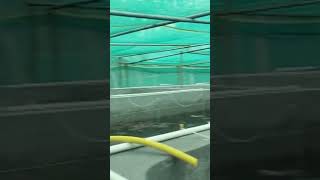 What is BIOFLOCBIOFLOC FISH FARMING 🧺🐠🐟🐠fish fishfarming biofloc SHORTSINDIANFARMER FARMING [upl. by Morrissey]