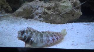 Lawnmower Blenny Salarias fasciatus [upl. by Osmond]