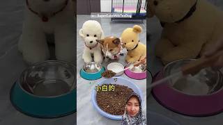 dogie ngambek SuperCuteMilkTeaDog funny comedy shorts [upl. by Landahl]