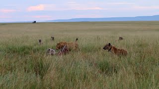 A hyena clan takes on a young male lion and loses [upl. by Xylia597]