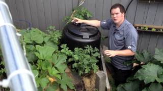 Growing Squash on a Raw Compost Vermiculture Pile Cheap and Easy in the Alberta Urban Garden [upl. by Eyatnod]