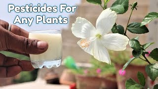 Homemade Natural Pesticides and fertilizer Using Milk For Any Plants [upl. by Akamaozu348]