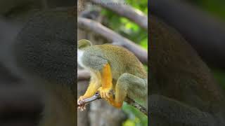 monkey cutemonkey shortsvideo [upl. by Chatterjee]