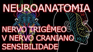 Aula Neuroanatomia  Nervo Trigêmeo V Nervo Craniano  Componente Sensitivo  Neuroanatomia 64 [upl. by Nirak]