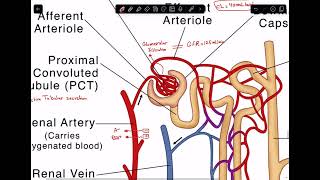 Pharmacokinetics  Metabolism and Elimination part 3 [upl. by Idorb]