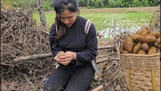 17 year old single mother harvest  yams  bring to market to sell  peaceful life [upl. by Luttrell]