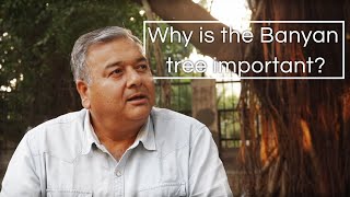 Why is the Banyan tree considered so important [upl. by Gallard401]