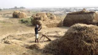 Hand threshing rice by lashing [upl. by Benjy658]