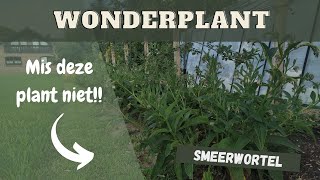 Smeerwortel Bocking 14  de wonderplant in de moestuin [upl. by Anayra]