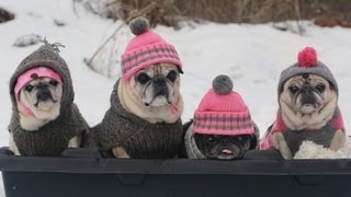 Cutest Pugs Snow Sledding Party [upl. by Anelleh860]