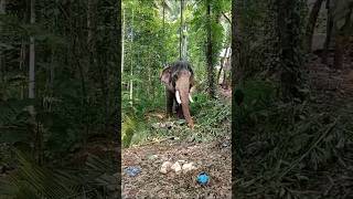 Mangalamkunnu Ayyappankingelephantelephantlovers [upl. by Kopple]