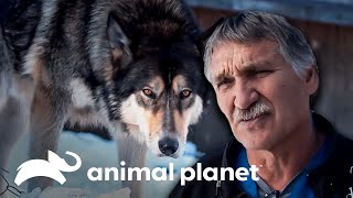 Animais selvagens são atendidos pelo doutor Jeff  Veterinário das Montanhas  Animal Planet Brasil [upl. by Ainegul]