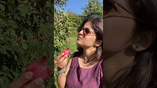 Plum കേക്കിൽ plum ഇല്ലത്രെ🤔 😂Plum plucking 🍒 norway trending minivlog malayalam [upl. by Kurtzman724]