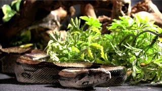 Portrait du Boa constrictor longicauda [upl. by Nhguavoj]