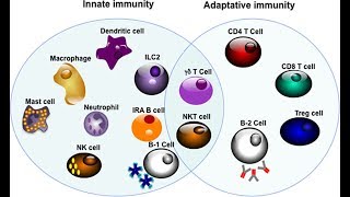 Microbiology of Adaptive Immunity Best Microbiology Video [upl. by Baskett548]