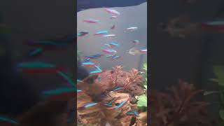 Cardinal tetra fish aquarium aquascape fish fishtank blue fishingvideo [upl. by Dacey]