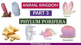 Animal KingdomPart 3Phylum PoriferaClass 11ZoologyKerala Higher SecondaryTLBS Biology Classes [upl. by Zahc]