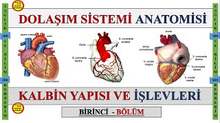 1Dolaşım Sistemi Anatomisi  Kalbin Odacıkları  Kapakçıkları  Uyarı ve İleti Sistemi Konuanlatımı [upl. by Olcott]