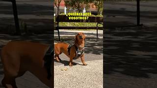 NO reconozco a mi PAPÁS😱💖 perrosalchicha dachshund shorts humor [upl. by Aushoj]