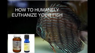 How To Humanely Euthanize Your Fish Using Clove Oil and 4 Other Methods [upl. by Rowena]