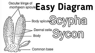 How to Draw and Label Scypha Sycon Diagram Drawing Class 12 Bio Scypha labeled Diagram [upl. by Arabeila]