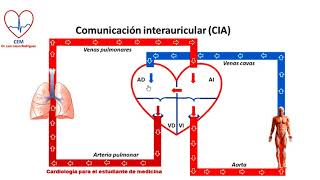 Circuito de la comunicación interauricular [upl. by Einnahpets]