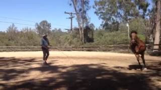 Tips on lunging Part 1 [upl. by Vic]