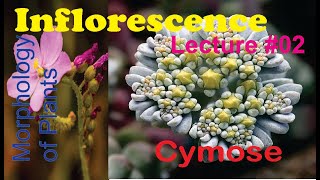 Inflorescence Lecture 2 Cymose and types for BS [upl. by Thomajan]