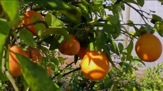 Florida citrus facing smallest harvest in more than century [upl. by Yelserp]