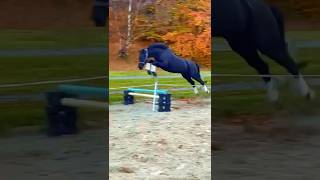 Horse Decides To Fly 🦄🦄 horse horsetraining pony equestrian equestrianevent [upl. by Gardie]