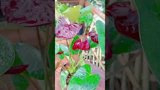 Multi Colour Of Anthurium ytshorts youtubeshorts gardening [upl. by Inaffets855]