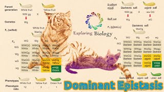 Dominant Epistasis in tamil [upl. by Johppa508]