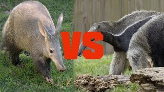 Aardvark vs Anteater  Animal Comparison 2018  Comparison Media [upl. by Etz]