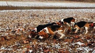 Skyviews Beagles Rabbit Hunting Sight Chase amp Kiill Shot At End [upl. by Boudreaux]