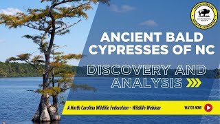 The Discovery and Analysis of the Ancient Bald Cypresses of North Carolina  NCWF [upl. by Berghoff]