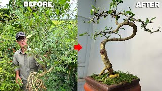 Turn a Bush Into a Beautiful Bonsai See the Magic of Pruning and Shaping [upl. by Hirsch]